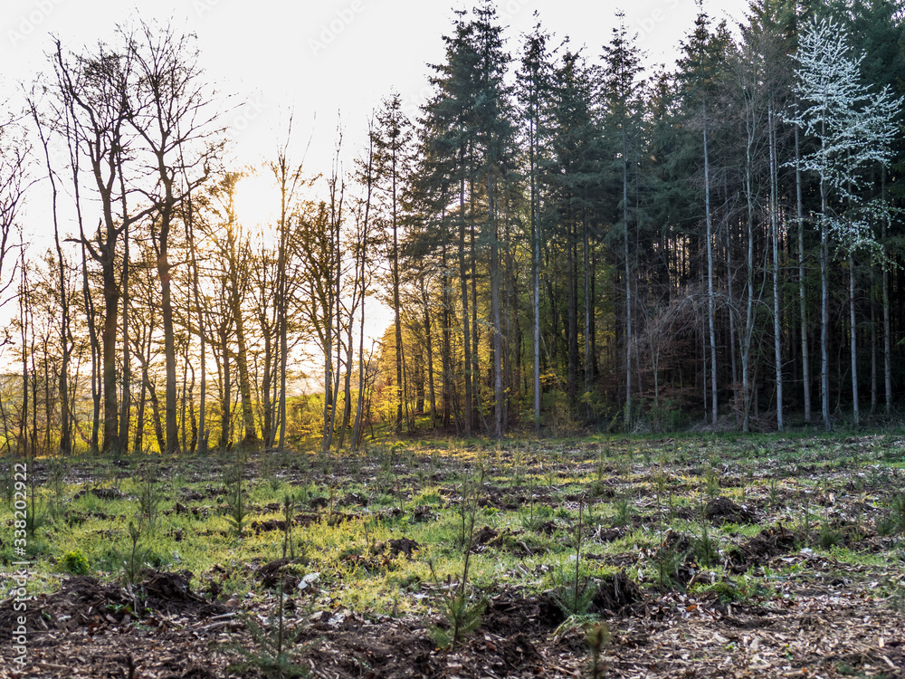Wiederaufforsten und neuanpflanzen im Mischwald Wiederaufforsten und neuanpflanzen im Mischwald