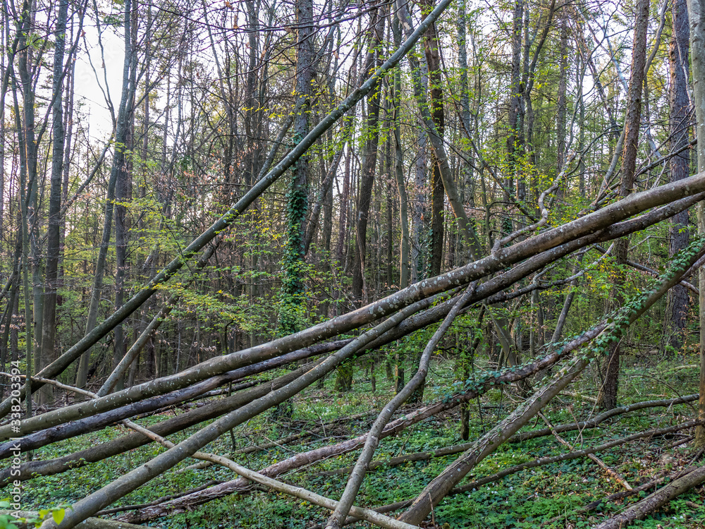 Obraz premium Schäden und Gefahr durch umgestürzte Bäume nach einem Sturm im Wald