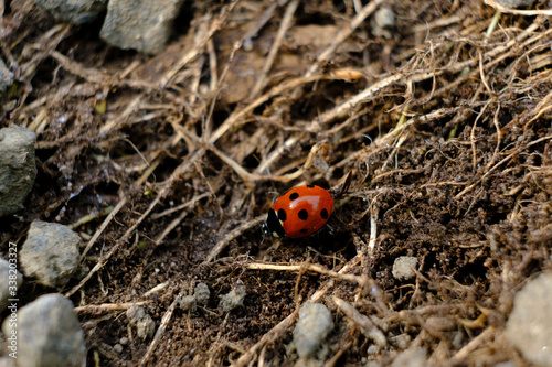 Ladybug on ground