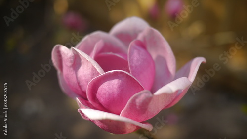 Close-up of a black tulip magnolia flower in bloom on a sunny day