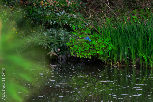 kingfisher in flight