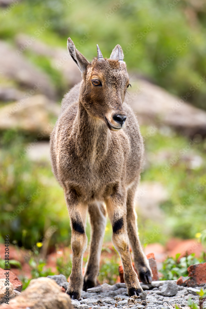 Fototapeta premium Nilgiri Tahr at Rajamalai hills in Eravikulam National Park near Munnar, Kerala, India