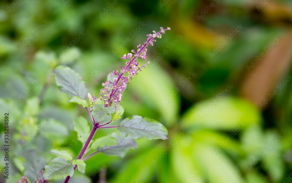 Tulsi or The Holy Basil flower with blurred leaves, Kerala, India Tulsi or The Holy Basil flower with blurred leaves, Kerala, India