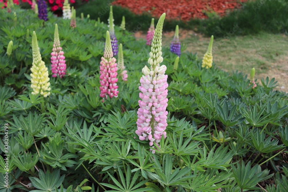 Close up of multi color flowers of Lupinus, known as lupine, in full bloom in a sunny spring garden, beautiful outdoor floral background photographed with soft focus Close up of multi color flowers of Lupinus, known as lupine, in full bloom in a sunny spring garden, beautiful outdoor floral background photographed with soft focus