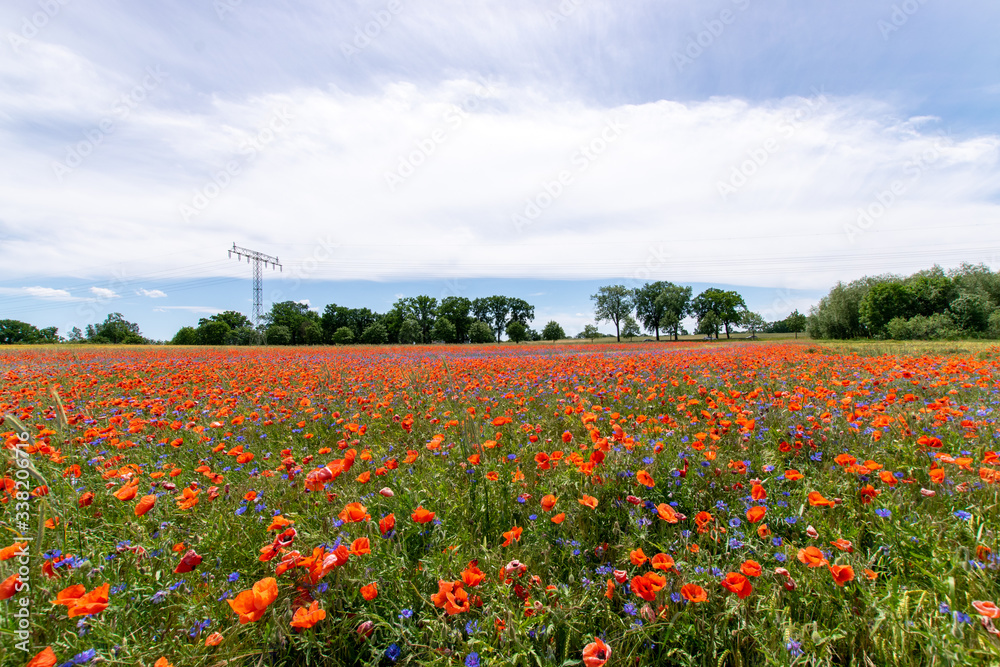 some cornflowers and poppyflowers 