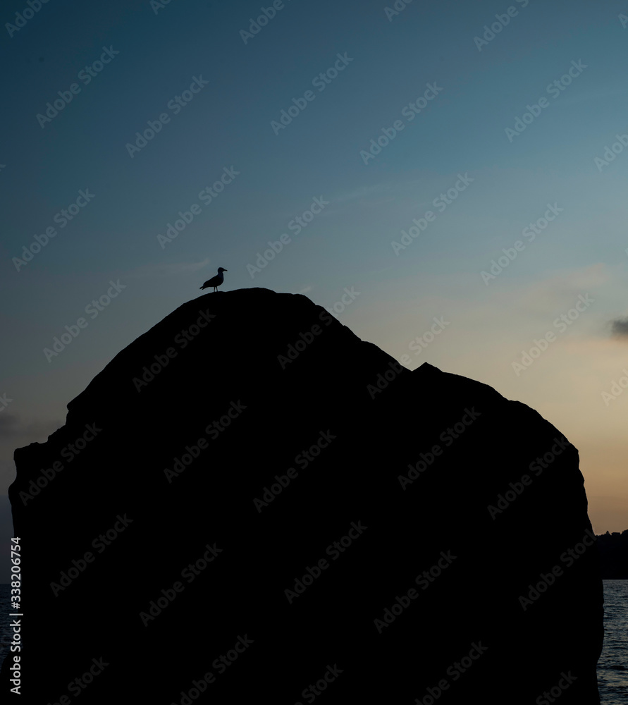 
Seagull in night sky.  The night landscape.
