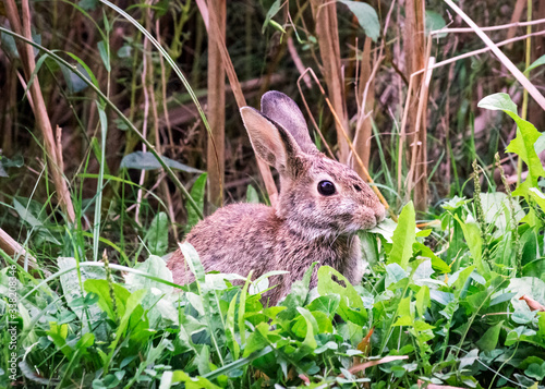 Close-up shot of a lepus wild hare on a green background. Wild brown hare sitting in green grass © Vadim Rodnev