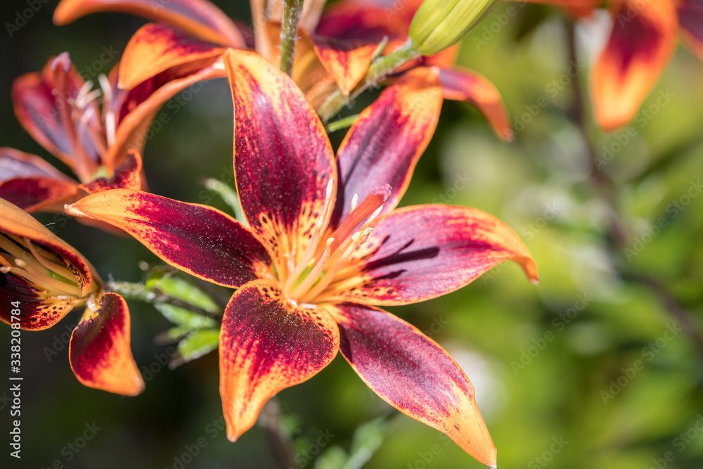 Asiatic Lily in Full Bloom Asiatic Lily in Full Bloom