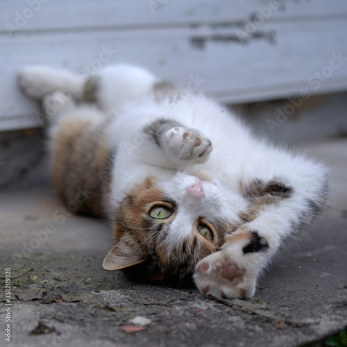 Cat has fun