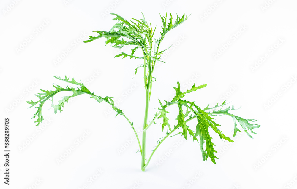A fresh green vegetable red in the snow on a white background A fresh green vegetable red in the snow on a white background