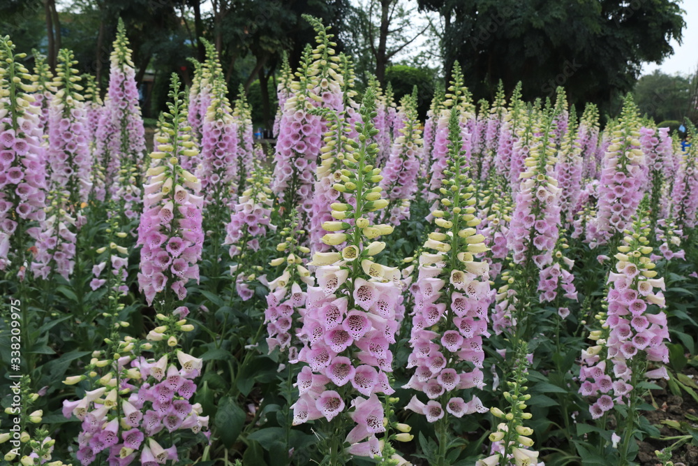 Close up of purple flowers of Lupinus, known as lupine or lupine, in full bloom in a sunny spring garden, beautiful outdoor floral background photographed with soft focus Close up of purple flowers of Lupinus, known as lupine or lupine, in full bloom in a sunny spring garden, beautiful outdoor floral background photographed with soft focus