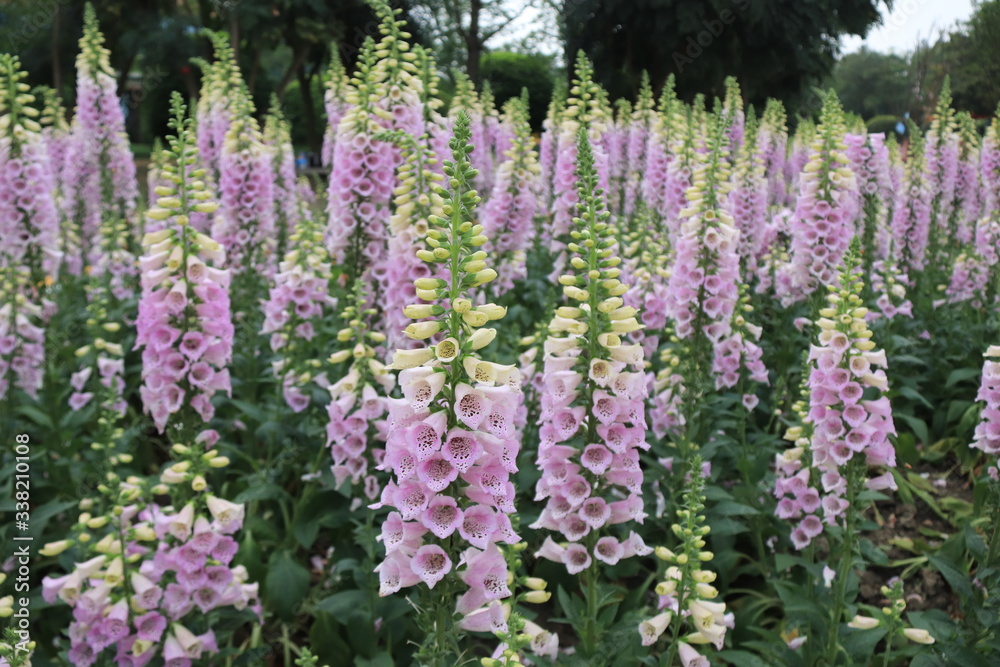 Close up of purple flowers of Lupinus, known as lupine or lupine, in full bloom in a sunny spring garden, beautiful outdoor floral background photographed with soft focus Close up of purple flowers of Lupinus, known as lupine or lupine, in full bloom in a sunny spring garden, beautiful outdoor floral background photographed with soft focus