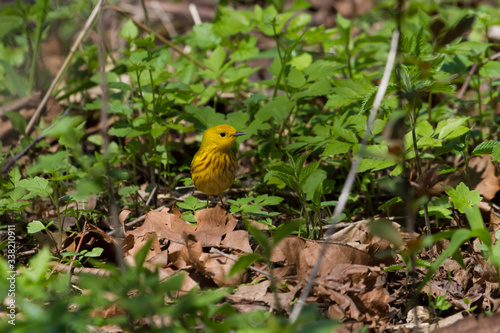 Yellow Warbler sitting on the forest floor surrounded by green vegetation. 