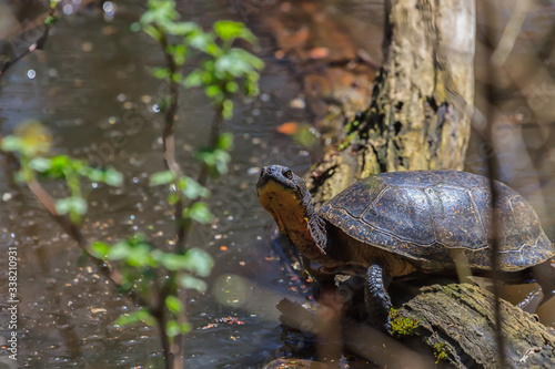 Blanding's Turtle basking on a fallen log. 