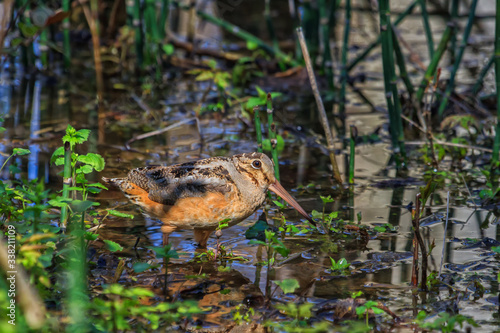 Konstfotografi American Woodcock wading in the shallow water of a flooded forest
