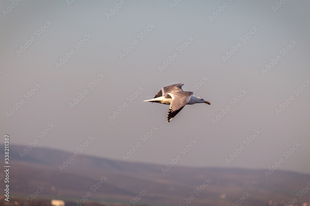 birds in flight birds in flight