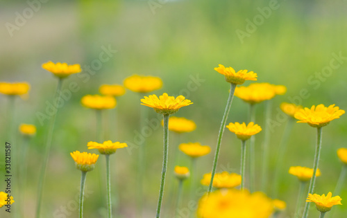 small yellow flowers on a light background