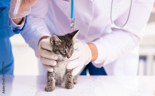 Fototapeta Naklejka Na Ścianę i Meble -  Doctor and assistant in vet clinic checking up kitten