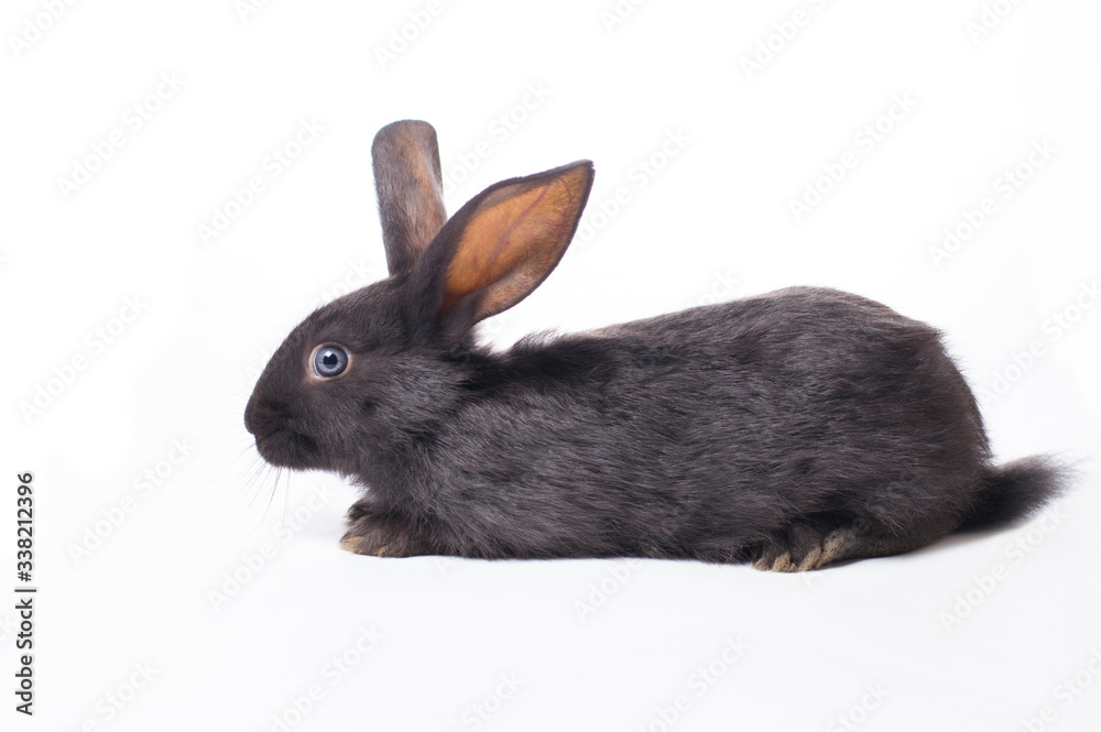 photo black rabbit on a white background photo black rabbit on a white background
