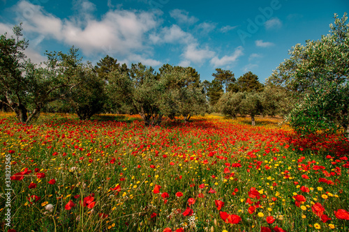landscape of flowers and olive trees