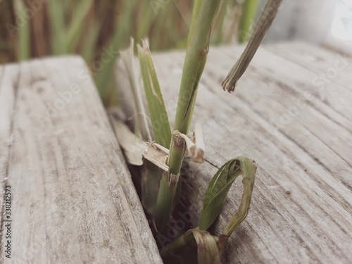 green grass on wooden background photo