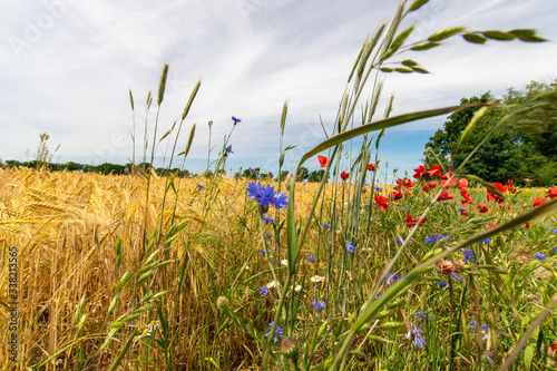 some cornflowers and poppyflowers 