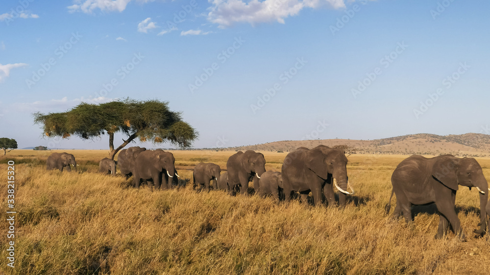 elephant herd in single file approaching at serengeti elephant herd in single file approaching at serengeti