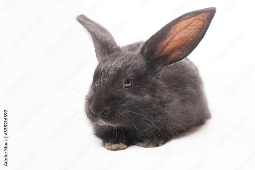 Obraz premium photo black rabbit on a white background