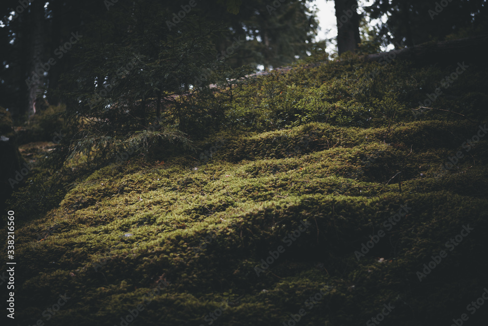 Naklejka premium Forest moss