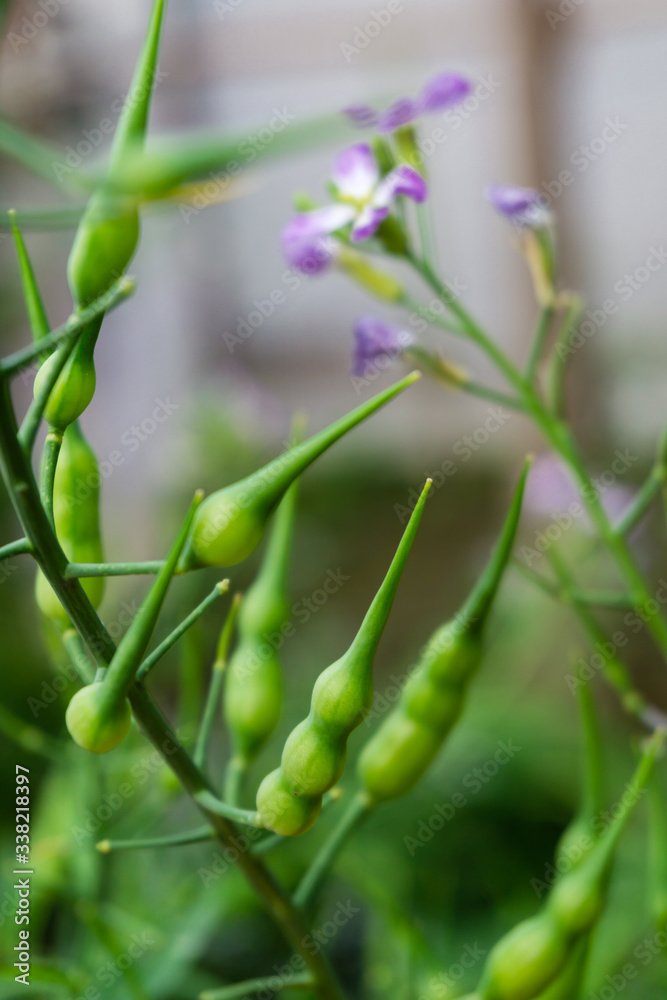 A close up shot of Raphanus caudatus, commonly known as rat tail radish.