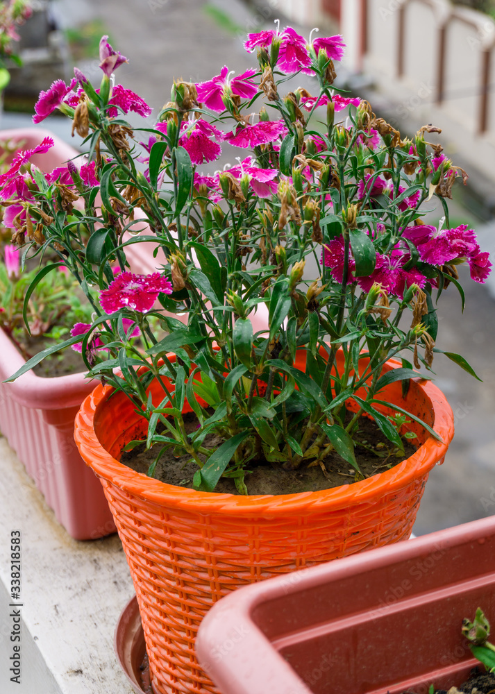 A clsoe up shot of MAIDEN PINK flowers on a pot.Dianthus deltoides, the maiden pink, is a species of Dianthus native to most of Europe and western Asia.