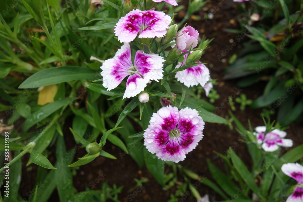 雨に濡れた白と紫の撫子の花 雨に濡れた白と紫の撫子の花