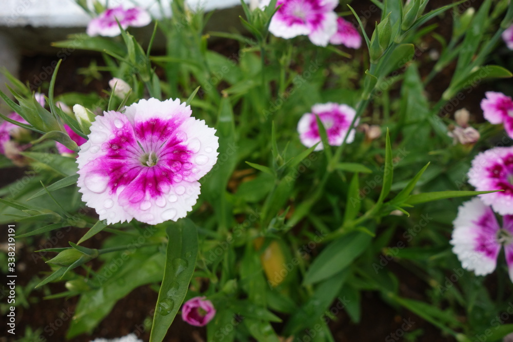 雨に濡れた白と紫の撫子の花 雨に濡れた白と紫の撫子の花
