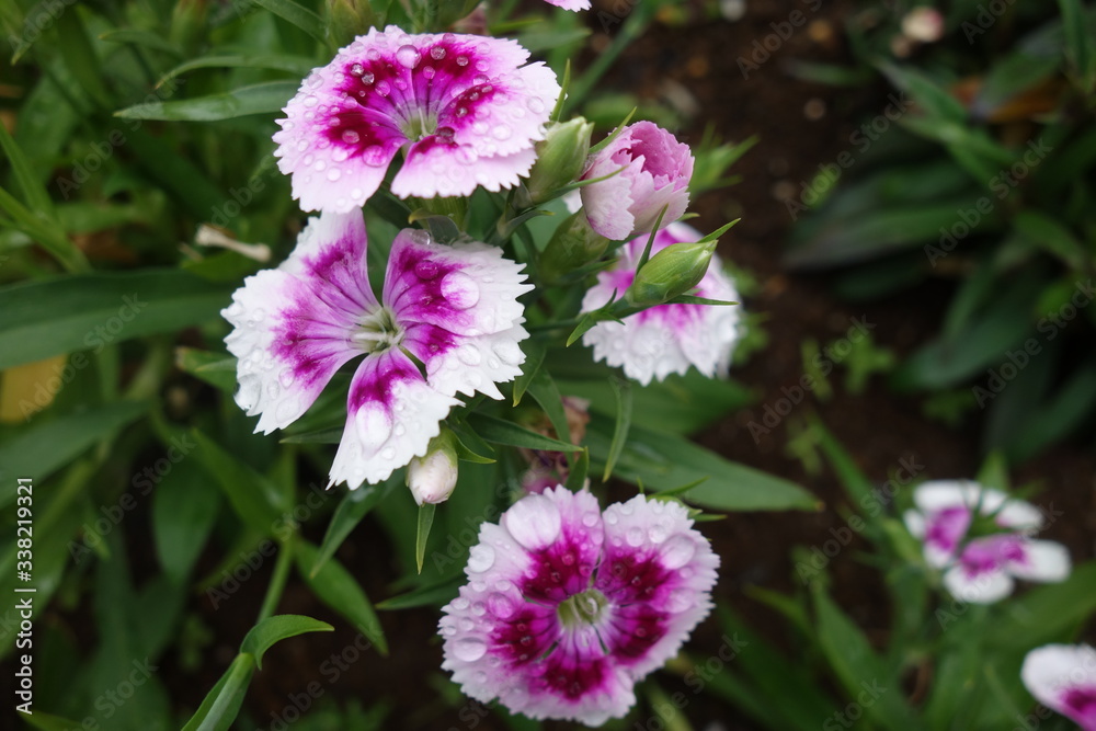 雨に濡れた白と紫の撫子の花 雨に濡れた白と紫の撫子の花