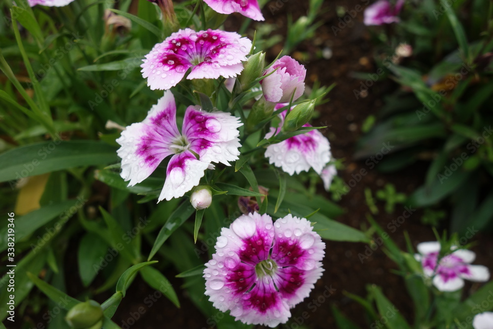 Fototapeta premium 雨に濡れた白と紫の撫子の花