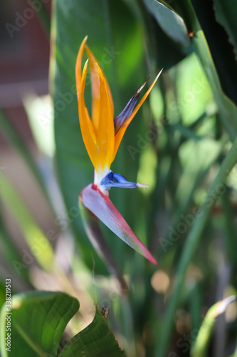 Bird of Paradise Tropical Backyard Hawaiian