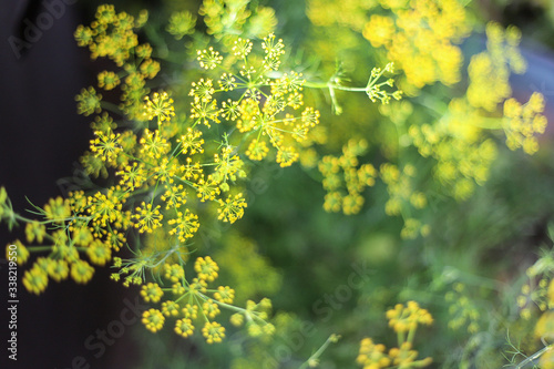 Dill Herb Garden in Container for Backyard Garden