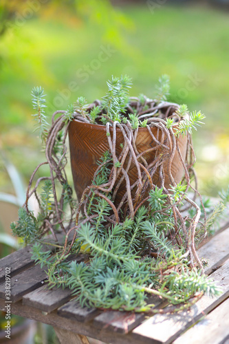 Potted Succulent in Backyard Garden