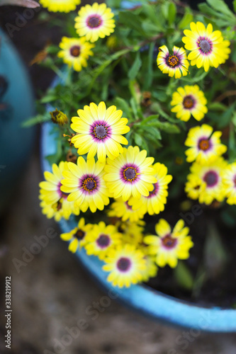 Container Flower Garden