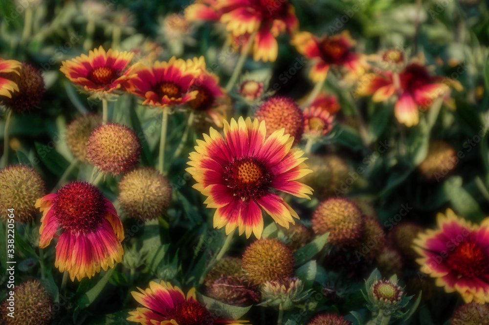 Close-up shot of a flower in a flower bed - Indian Blanket Wildflower Close-up shot of a flower in a flower bed - Indian Blanket Wildflower
