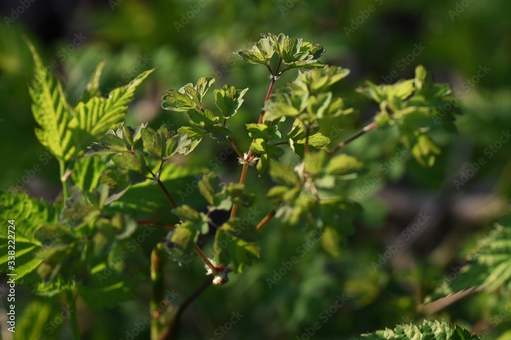 Thalictrum aquilegifolium / Ranunculaceae pennial plant