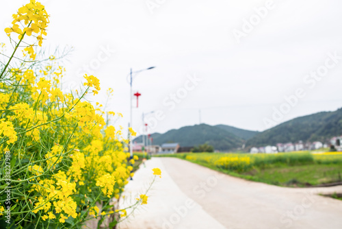 Beautiful countryside with blooming rapeseed in spring