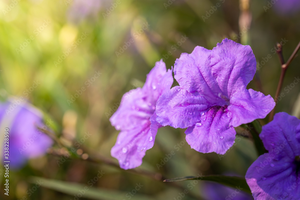 The background image of the colorful flowers The background image of the colorful flowers