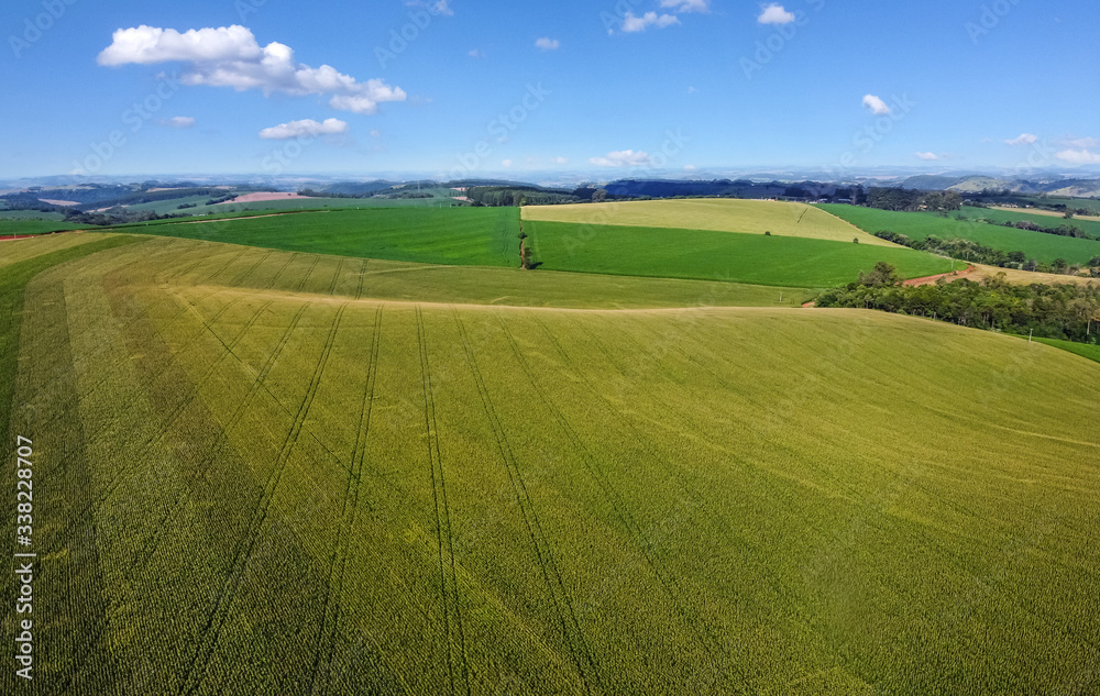 Obraz premium Visão aérea feita com drone da plantação de milho verde. O Brasil é um grande produtor de grãos. Milho safrinha em fase de crescimento