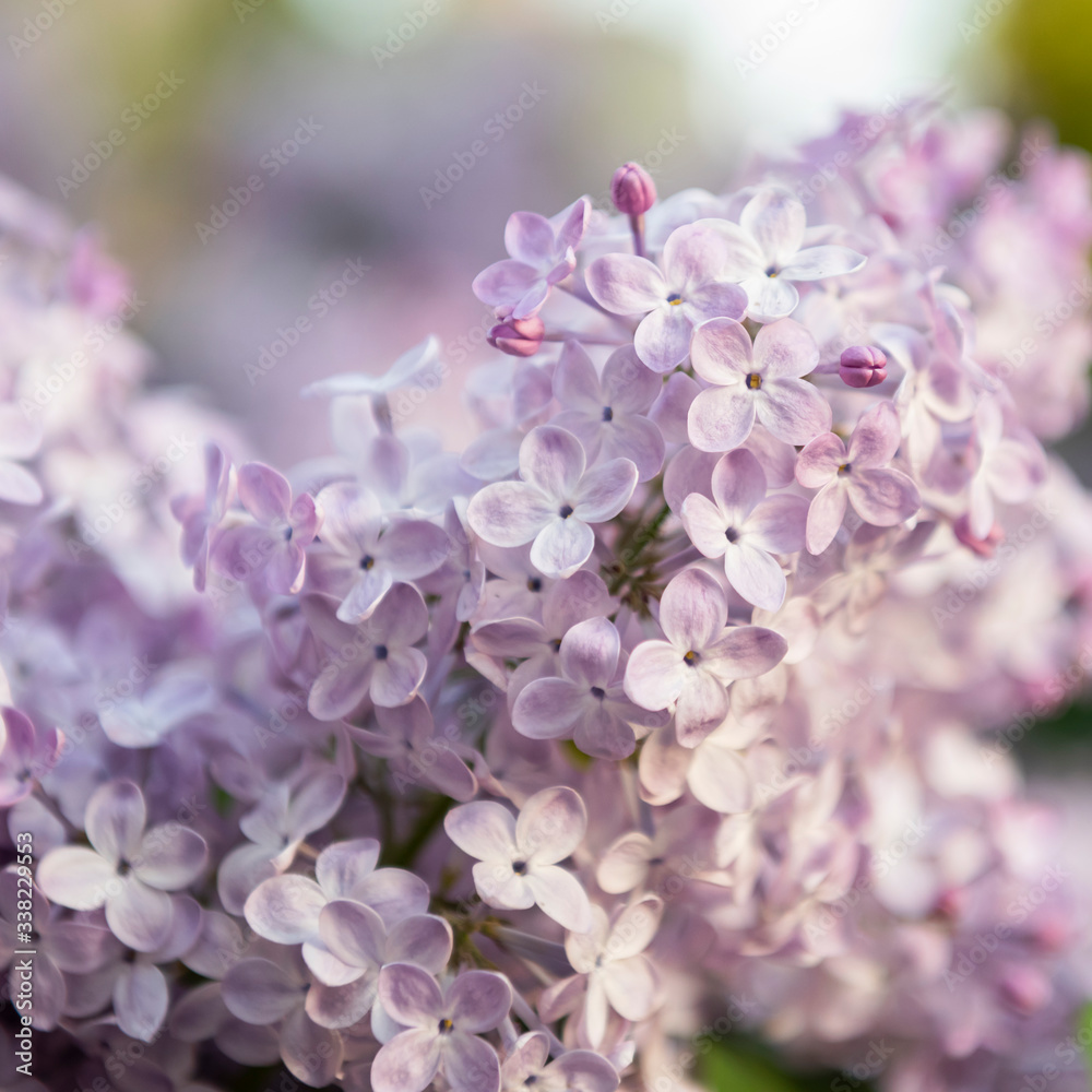 Lilac flowers. Close-up, nature beauty background Lilac flowers. Close-up, nature beauty background