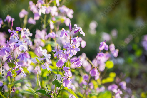 Fototapeta Naklejka Na Ścianę i Meble -  Lilac flowers. Close-up, nature beauty
