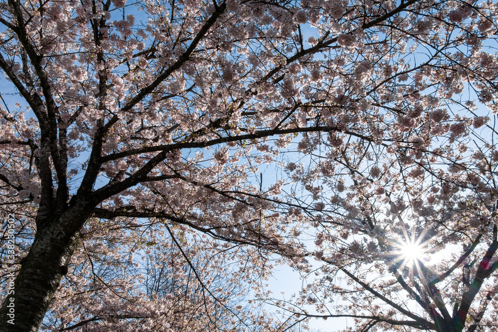 dense pink cherry flowers blooming on the branches in the park under blue sky on a sunny day with sun shining throw the petals dense pink cherry flowers blooming on the branches in the park under blue sky on a sunny day with sun shining throw the petals