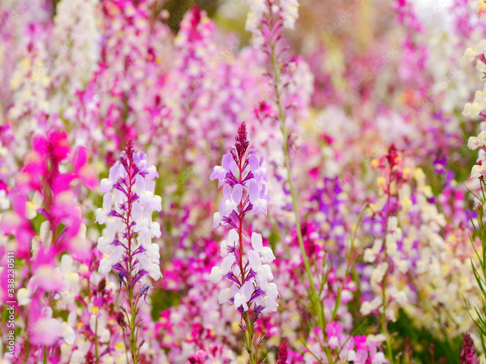 field of linaria flowers