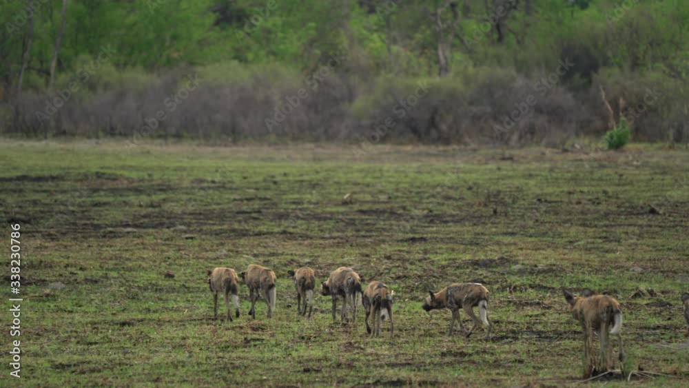 Wild dog, pack walking in the forest, Okavango detla, Botseana in Africa. Dangerous spotted animal with big ears. Hunting painted dog on African safari. Hunting with catch. Wild dog, pack walking in the forest, Okavango detla, Botseana in Africa. Dangerous spotted animal with big ears. Hunting painted dog on African safari. Hunting with catch.