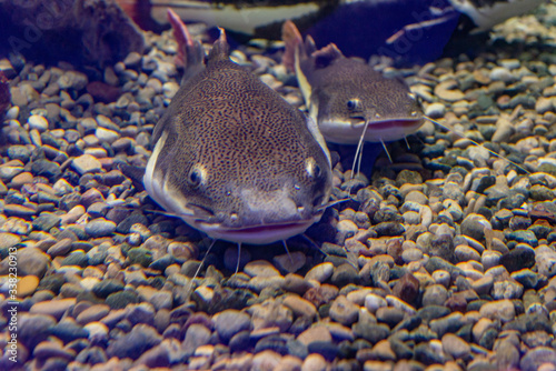 Underwater photo of a big Catfish (Silurus Glanis). photo